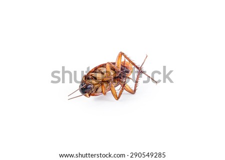 Cockroach isolate on white background.