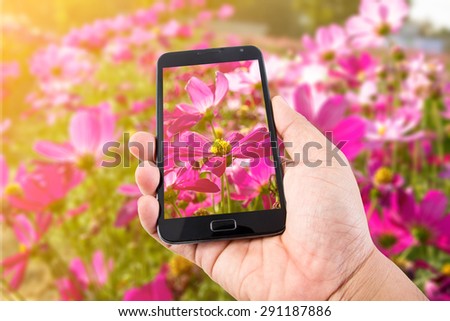 Man hand hold touch screen smart phone on Pink Cosmos Flower background.