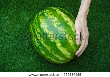 Summer and fresh watermelon topic: human hand touching a watermelon on the grass