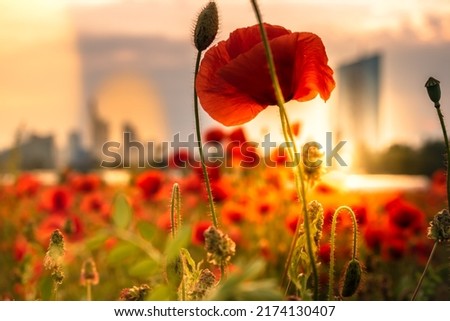 Similar – Image, Stock Photo Poppy field in Frankfurt