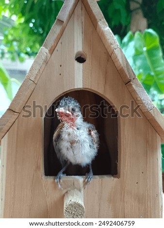 Similar – Image, Stock Photo bülbül Wild animal