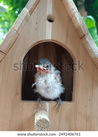 Similar – Image, Stock Photo bülbül Wild animal
