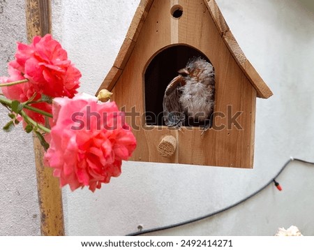 Similar – Image, Stock Photo bülbül Wild animal