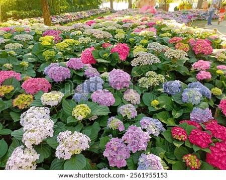 Image, Stock Photo Hydrangea Environment