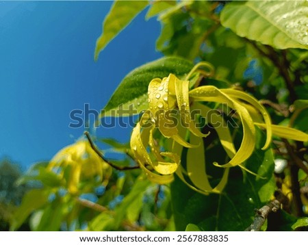 Similar – Image, Stock Photo odor Flower Garden Blossom