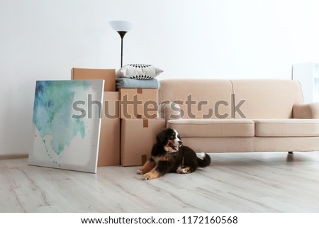 Foto Bild Hund in Bewegung