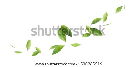 Similar – Image, Stock Photo Green lemons on tree Food