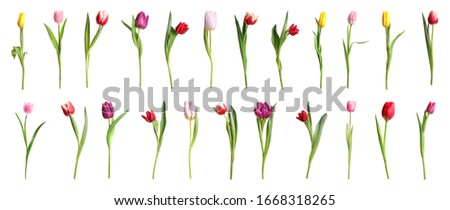 Similar – Foto Bild Tulpen rot-gelb Pflanze