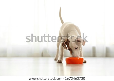 Similar – Image, Stock Photo cute lovely small dog wet in bathtub, clean dog. Woman washing her dog. Pets indoors