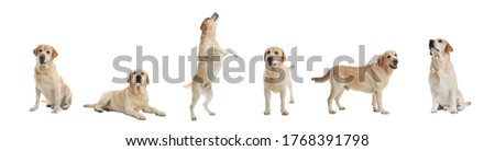 Similar – Image, Stock Photo Blonde Labrador lies on the porch of a wooden bungalow.