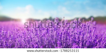 Similar – Image, Stock Photo Purple Lavender Field Closeup