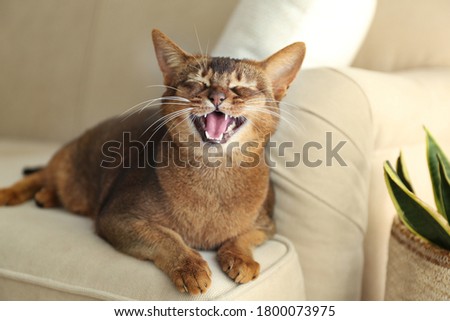 Beautiful Abyssinian cat on sofa at home. Lovely pet Foto stock © 