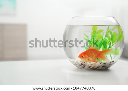 Similar – Foto Bild fishbowl Aquarium Tier