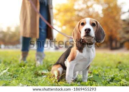Similar – Image, Stock Photo Beagle dogs walking on a path in to the blue sky