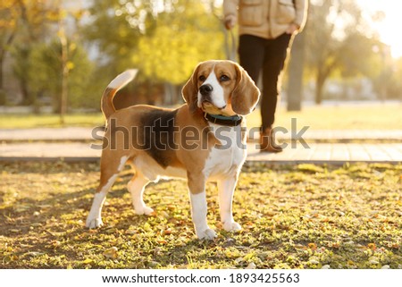 Similar – Image, Stock Photo Beagle dogs walking on a path in to the blue sky
