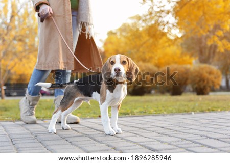 Similar – Image, Stock Photo Beagle dogs walking on a path in to the blue sky