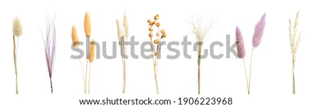 Photo of Set with beautiful decorative dry flowers on white background, banner design 