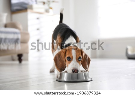 Cute Beagle puppy eating at home. Adorable pet Сток-фото © 