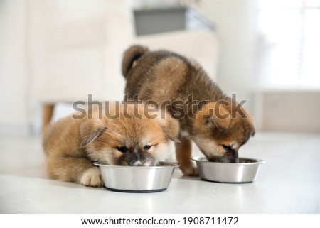 Adorable Akita Inu puppies eating from feeding bowls indoors Сток-фото © 