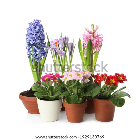 Similar – Image, Stock Photo Spring flowers in pot on table