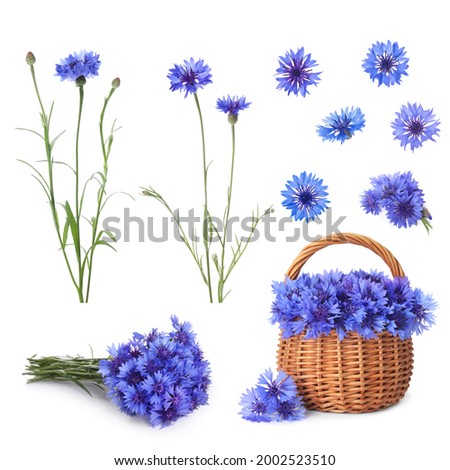 Similar – Image, Stock Photo Blue Cornflower with a green background