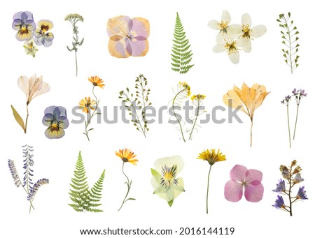 Similar – Image, Stock Photo Single dried wild flower on grey background