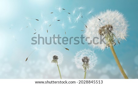 Image, Stock Photo blowball Flower Dandelion