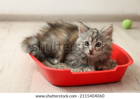 Cute fluffy kitten in litter box at home Foto stock © 