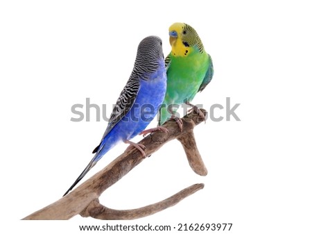 Similar – Image, Stock Photo Two Small Green Bird Sitting Together On Branch