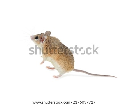 Small cute spiny mouse on white background Imagine de stoc © 