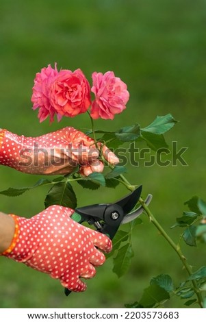 Woman in gardening gloves pruning rose bush with secateurs outdoors, closeup Photo stock © 