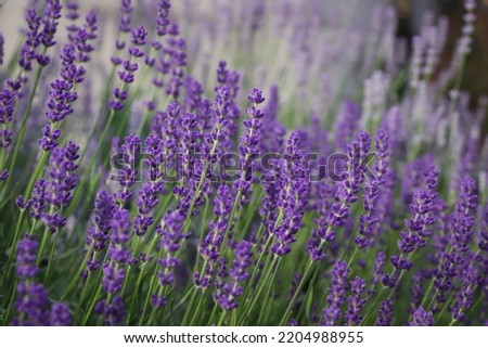 Similar – Image, Stock Photo Purple Lavender Field Closeup