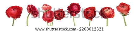 Similar – Image, Stock Photo Bouquet of ranunculus in a red and white jug standing on a wooden table. Next to it a part of a chair can be seen.