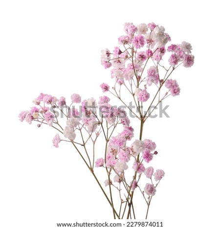 Similar – Image, Stock Photo Tiny white flowers on dry twigs of wild plant bushes with blurry background. Bunches of small white seeds on thin branches. dried bushes in winter. selected focus