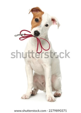 Similar – Image, Stock Photo cute jack russell dog at home. Halloween background decoration in bedroom with balloons, garland and pumpkins