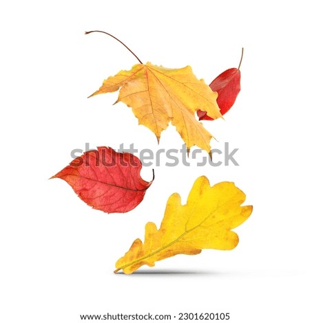 Similar – Image, Stock Photo Group of autumnal and fall leaves over a clear blue background with copy space