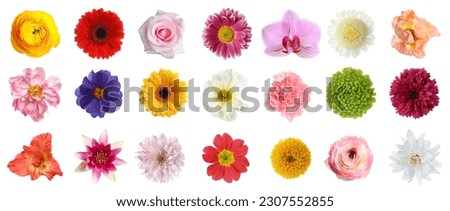 Similar – Image, Stock Photo ranunculus Nature Plant