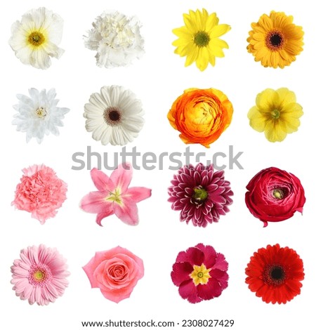 Similar – Image, Stock Photo red festive ranunculus