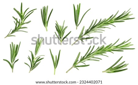 Similar – Image, Stock Photo Rosemary plant in herb bed