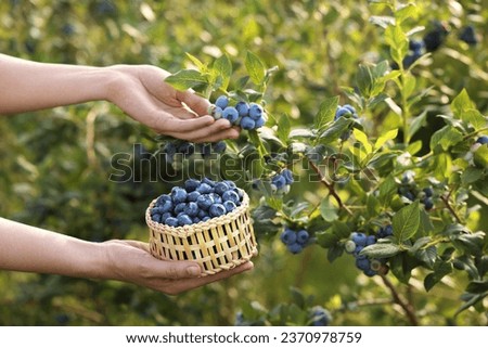 Similar – Image, Stock Photo Picking wild blueberries in the forest