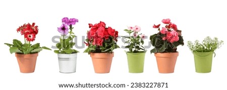 Image, Stock Photo Various plants and flowers in bright floral shop