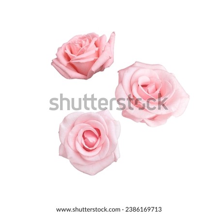 Similar – Foto Bild Pastellrosa Rosen im Garten