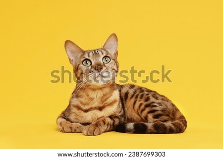 Similar – Image, Stock Photo bengal cat Lifestyle