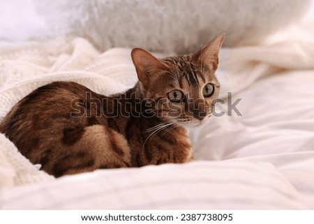 Similar – Image, Stock Photo bengal cat Lifestyle