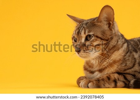 Similar – Image, Stock Photo bengal cat Lifestyle