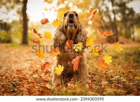 Similar – Foto Bild Gassigehen mit Cocker spaniel