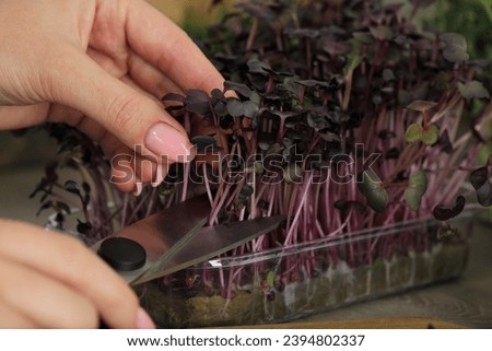 Similar – Image, Stock Photo Female hand with radish in hand in a fruit shop