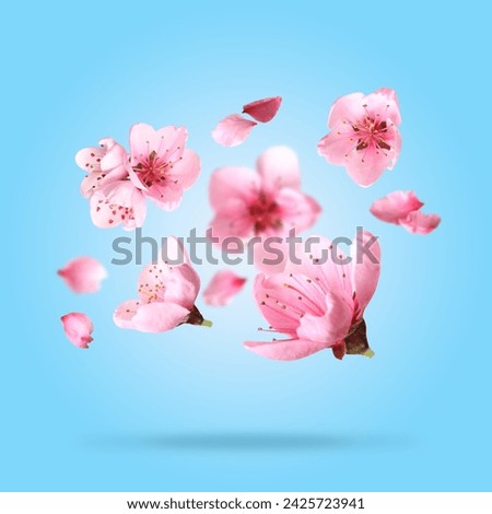 Similar – Foto Bild Sakura, Kirschblüte im Frühling, japanische Zierkirsche Prunus Serrulata Kanzan in einer Allee