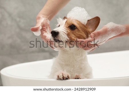Image, Stock Photo Woman washing purebred puppy in bathroom