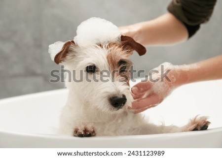 Similar – Image, Stock Photo Woman washing purebred puppy in bathroom